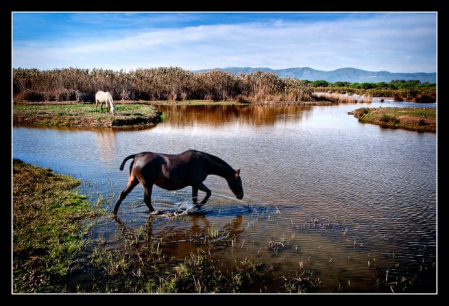 Premi Col leccio El Remolar-1 Luis Leandro de Cornella de Ll.